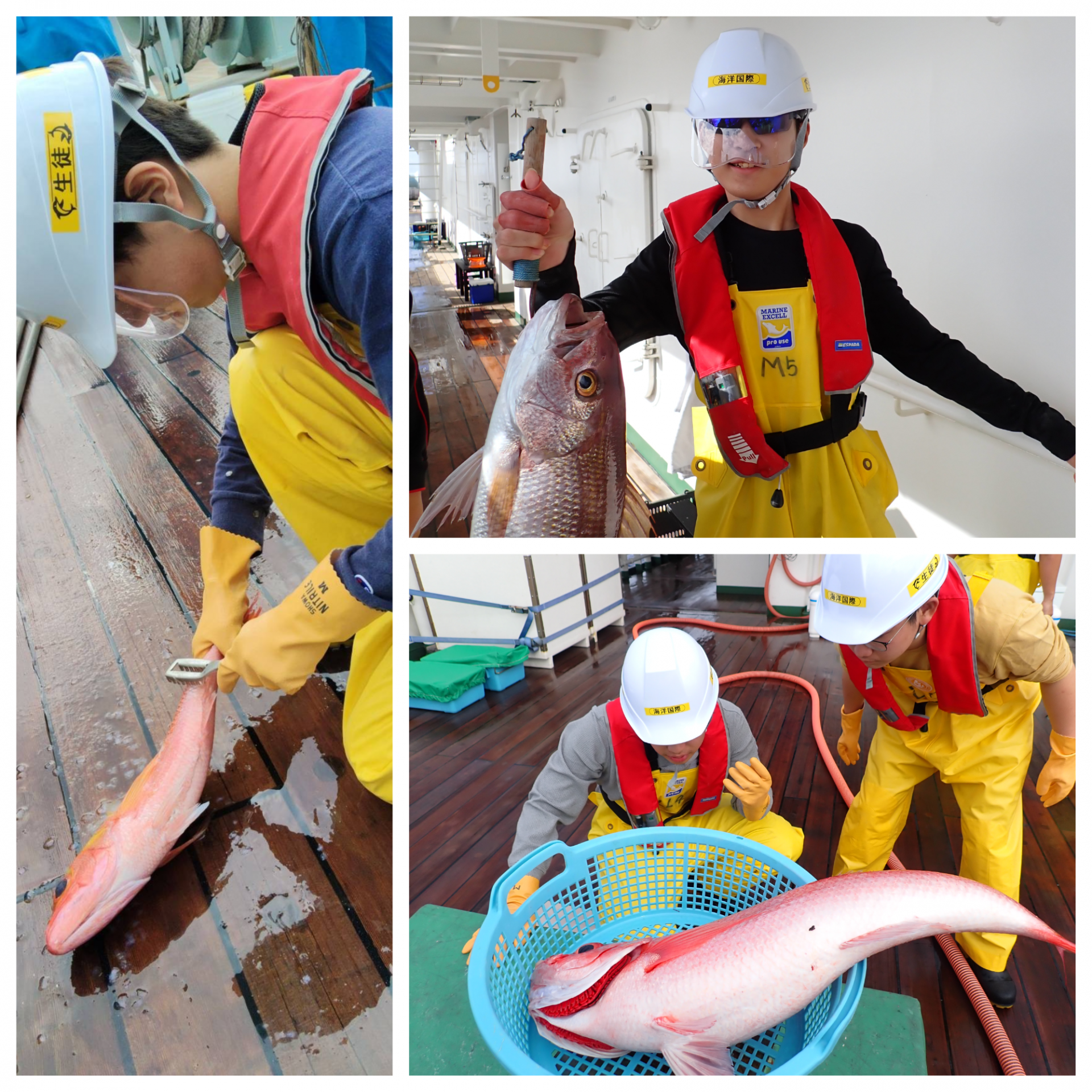 Blank 3 Grids Collage - 2025-11-28T093019.844